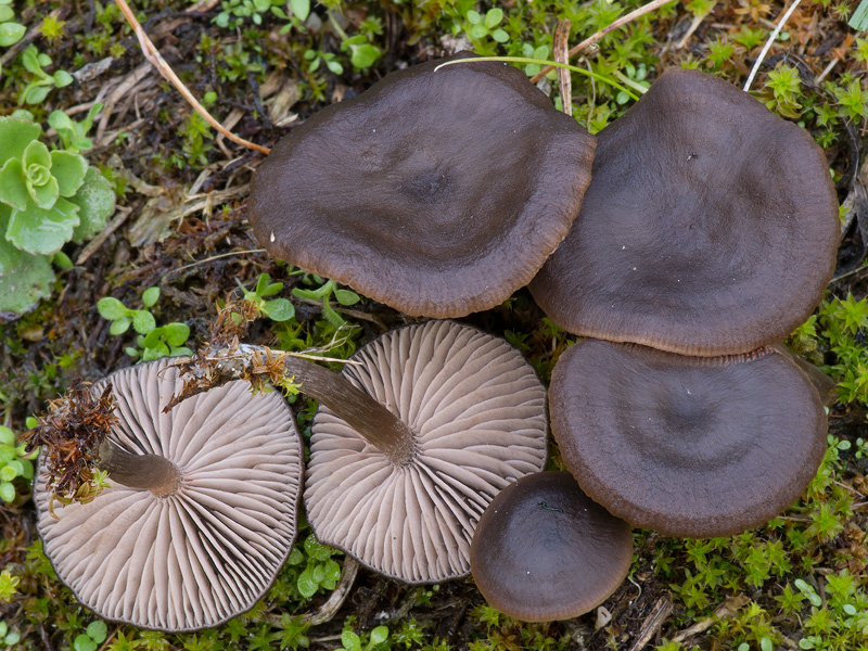 Entoloma vindobonense